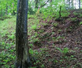 tyczenie-dzialka-teren-lesny (1).jpg