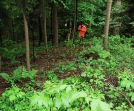 tyczenie-dzialka-teren-lesny (2).jpg