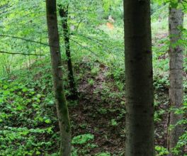 tyczenie-dzialka-teren-lesny (5).jpg